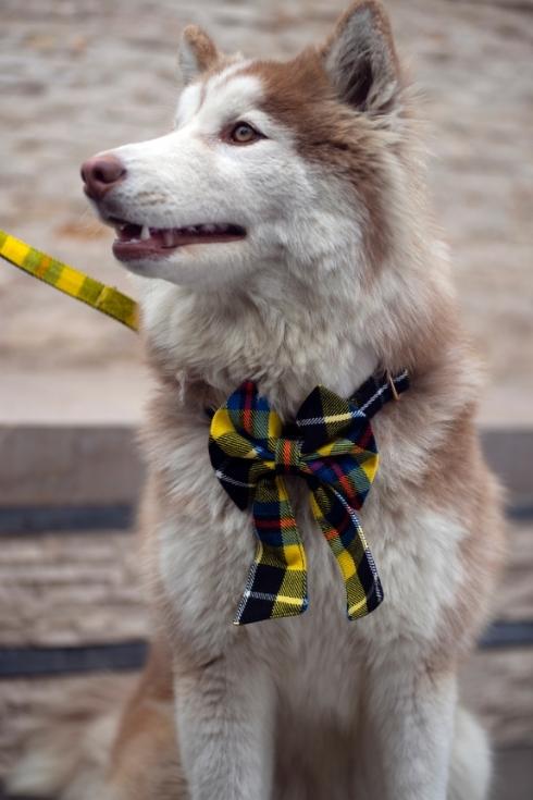 Tartan Dog Bow Tie